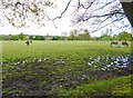 Holt Heath, horse grazing in BH21 7LB