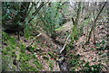 A wooded V shaped valley in TN21 9NN