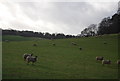 Sheep, Thorncombe Park in GU5 0DB