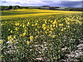 Field of yellow flowers, view towards Churn Hill in OX11 9EU