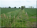Dike and farmland near Frogs Abbey in CB6 2DA