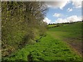 Trees and field at Rock Bridge in EX36 4RP