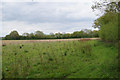 Farmland by Brazenhead Lane in RG26 5SX