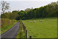 Sheep grazing beside Cow Drove Hill in SO20 6JB