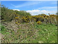 Gorse on Boltonhill in Tiers Cross Community
