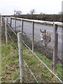 Donkey on Hatchet Lane, Harlicks Hill, Beaulieu Estate in SO42 7YB