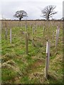 New beech plantation, Harlicks Hill, Beaulieu Estate in SO42 7WA