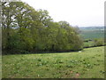 Padnoller Copse in TA23 0LY