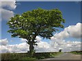 Tree by the road north of Pretty Oak in TA20 3PT