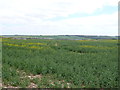 Oilseed Rape Field near Pimperne in DT11 8US