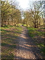 Bridleway up into Chetwynd's Coppice in WS15 1AW