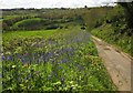 Bluebells by Witch Lane in EX14 9DX
