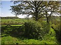 Gate and track, Furley in EX13 7TR