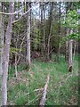 Woodland near Powside in PH1 3NF