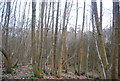 Woodland near Selhurst Common in GU5 0LN