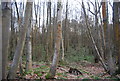 Woodland by the Greensand Way in GU5 0LN
