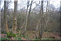 Woodland by the Grensand Way in GU5 0LN
