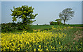 Fields above Red Hill Farm in PE7 3XP