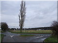 Lone Poplar at Crossroads in NR10 4DU