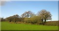 Trees along Wood Lane in TA18 7SH