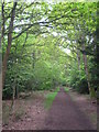 A footpath through the woods on Gerrards Cross Common in SL9 7QZ