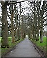 Tree-lined driveway: Mount Edgcumbe Park in PL10 1HU