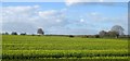 Oilseed rape near Burcombe in SP2 0EQ