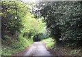 Lane through trees at Henshaw in NE47 7EP