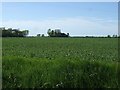 Farmland off Grainsby Lane in DN36 5PZ