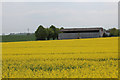 Oil Seed Rape field by Well Road in GU10 5QA