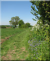 Castle Camps: footpath and spring flowers in CB9 7AP