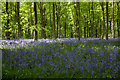 Springtime in Stones Wood in SN8 4DY