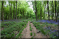 Path through the West Woods in SN8 4LY