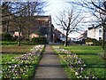 Crocuses and Kingsland Avenue in CV5 6FW
