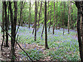 A Sea of Bluebells on Mardley Heath in AL6 0BN