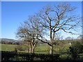 Tree Line near Pen-y-Bryn Farm in LL11 3AH