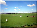 Field With Horses Shenstone Woodend in WS14 0LG