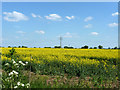 Field of oil-seed rape in CM77 7XE