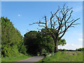 Dead tree near road, Blackmore End in CM7 4DU
