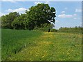 Footpath across the fields in GU10 5DZ