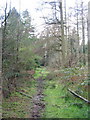 Footpath in Southleigh Wood in BA12 7BP