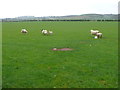 Sheep Pasture Near Fenny Compton. in CV47 2TB