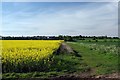 Rapeseed & Footpath to Canewdon in SS4 3PR