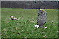 Remains of standing stones by Pitchroy. in AB37 9BQ