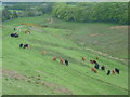 Cows grazing in the Pentlands in EH26 0PT