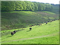 Cows on a slope of the Pentlands in EH26 0PT