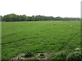 Field with sheep in RH7 6JG