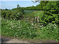 Footpath by Surrells Wood in RG10 0RN