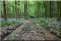 Unmarked track in the West Woods in SN8 4EQ