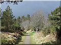 Path in (or near) Morangie Forest in IV19 1PX